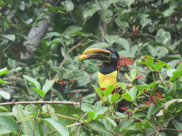 Reserva Nacional Pacaya Samiria D1 (15) - Chestnut-collared aracari (small toucan) (800x600)