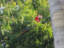 Reserva Nacional Pacaya Samiria D1 (43) - Scarlet Macaw (800x600)
