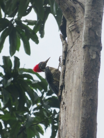 Reserva Nacional Pacaya Samiria D2 (26) - Woodpecker (600x800)