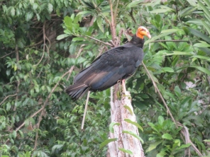 Reserva Nacional Pacaya Samiria D2 (38) - Yellow headed vulture (800x600)