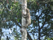 Reserva Nacional Pacaya Samiria D3 (25) - Sloth (800x600)